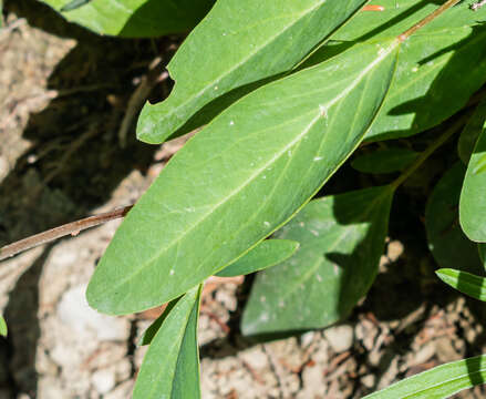 Слика од Anthyllis vulneraria L.