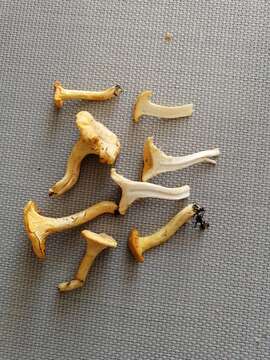 Image of Chanterelle