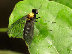 Image of Golden-backed Snipe Fly