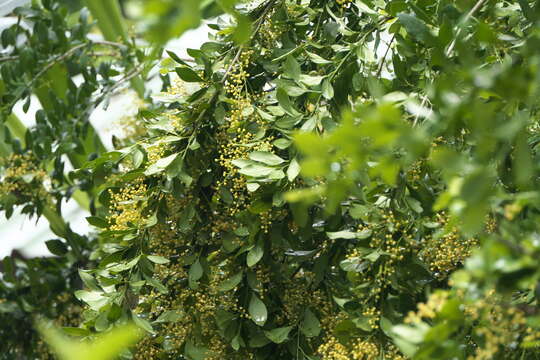 Image of Chinese perfume tree