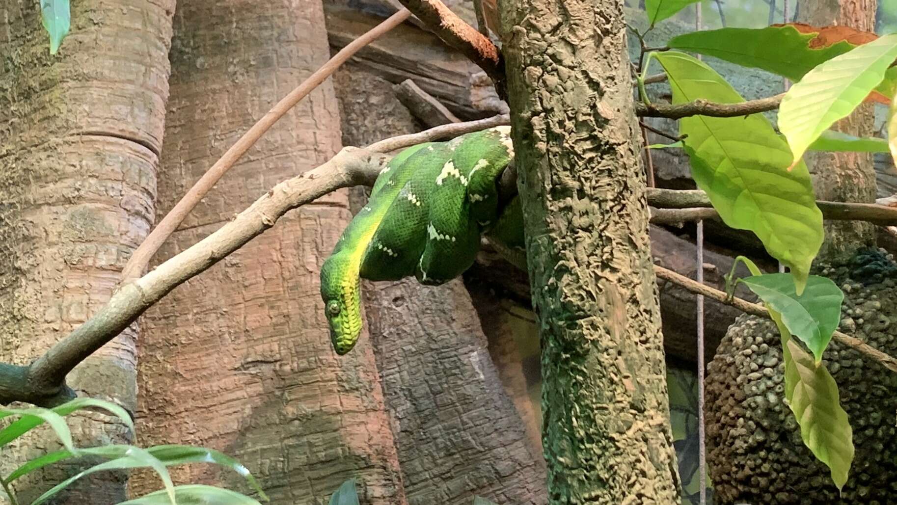 Image of Emerald Tree Boa