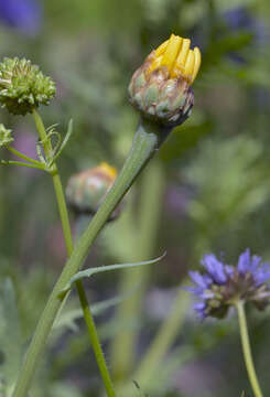 Image of corndaisy