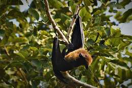 Image of Indian Flying Fox