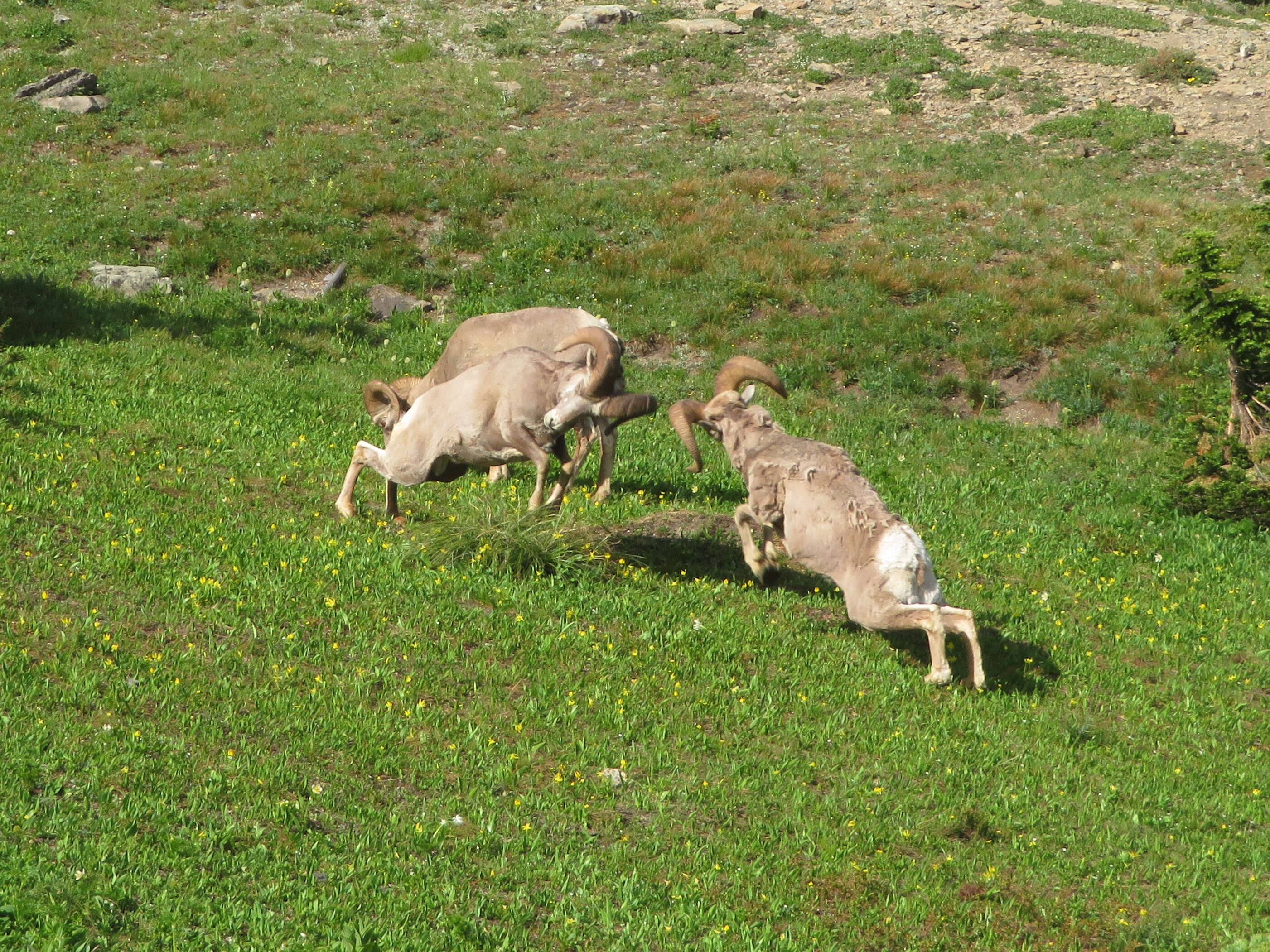 Image of bighorn sheep