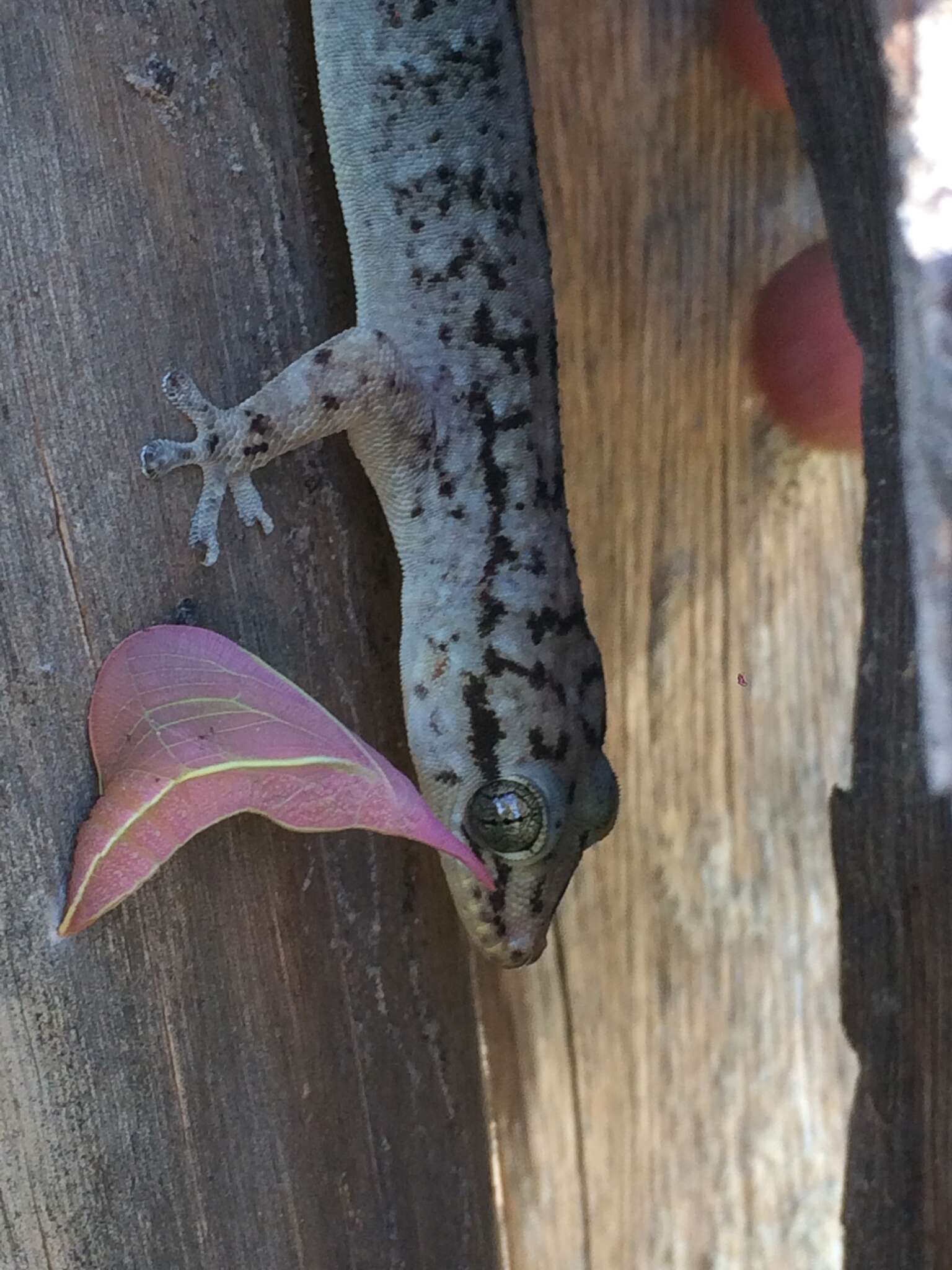 Image of Brazilian gecko