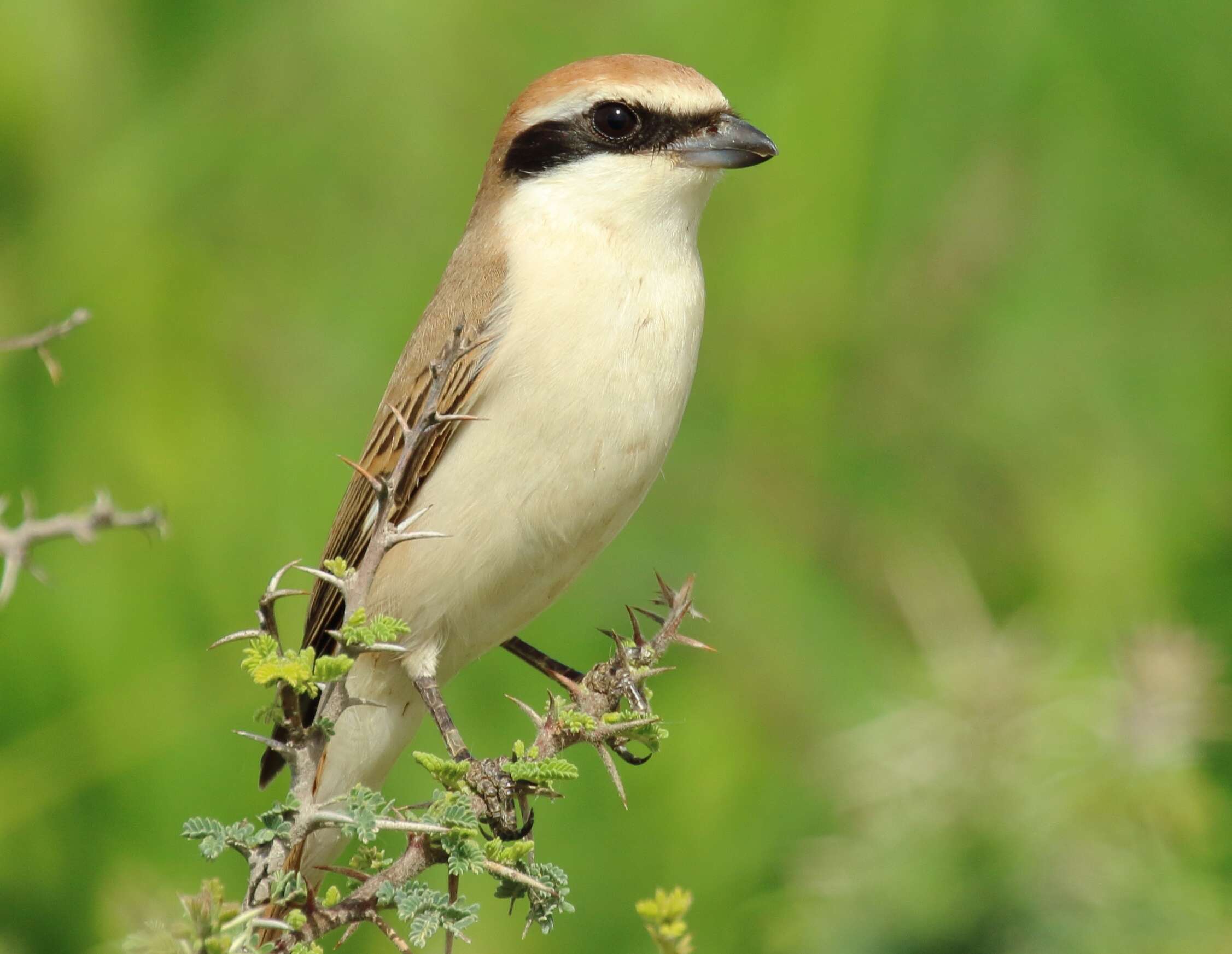 Image of Red-tailed Shrike