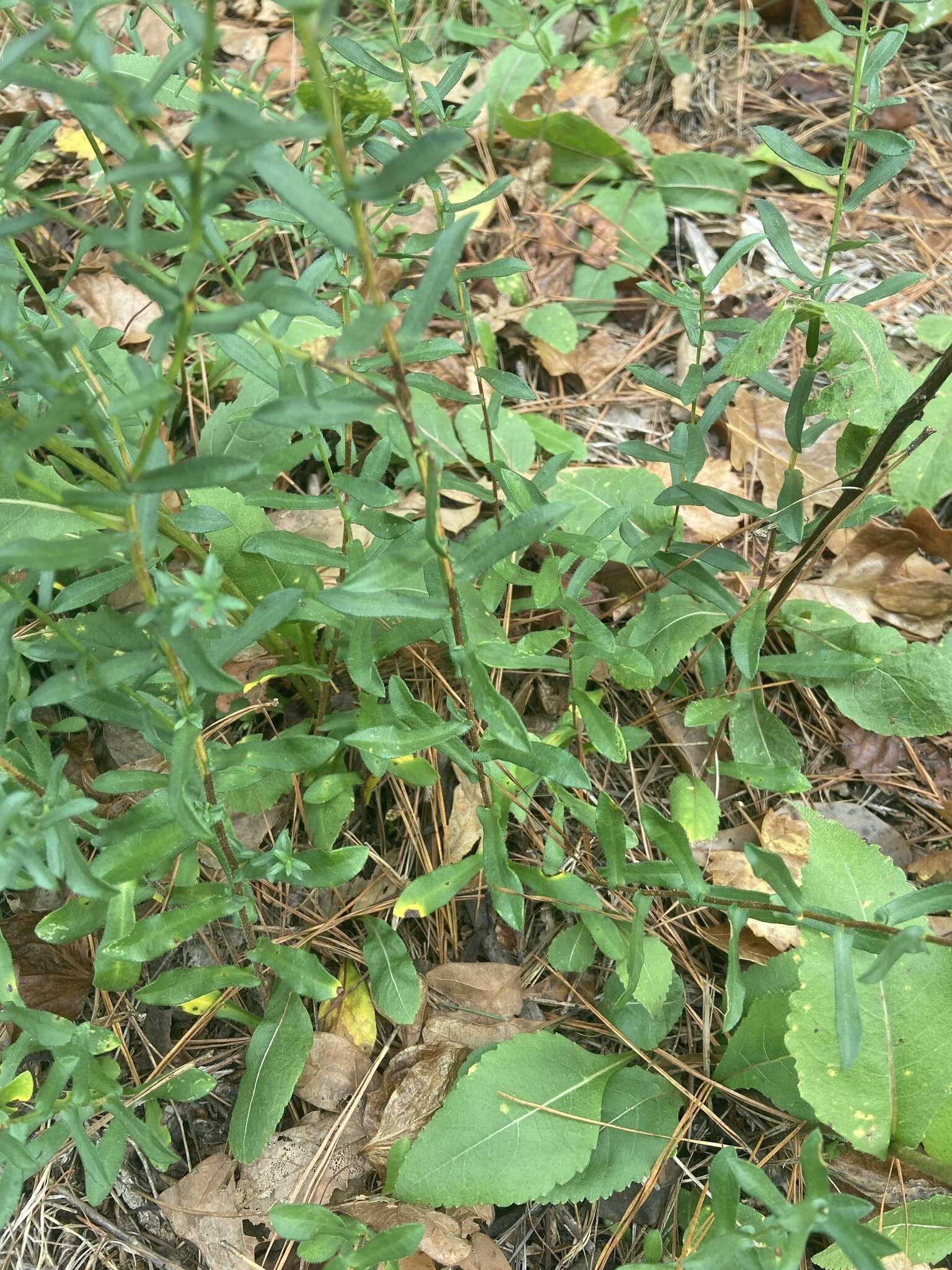 Image of largeflower aster