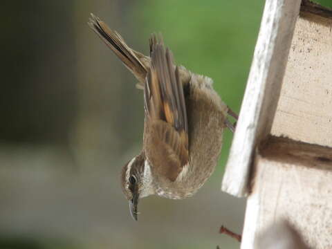 Image of Stout-billed Cinclodes