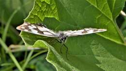 Image of marbled white