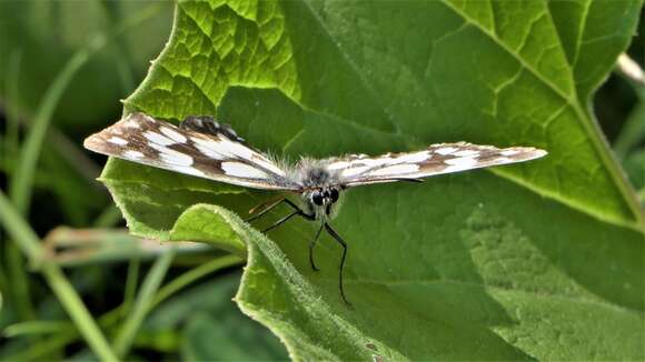 Imagem de Melanargia galathea Linnaeus 1758