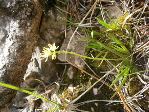 Image of Tofield's asphodel