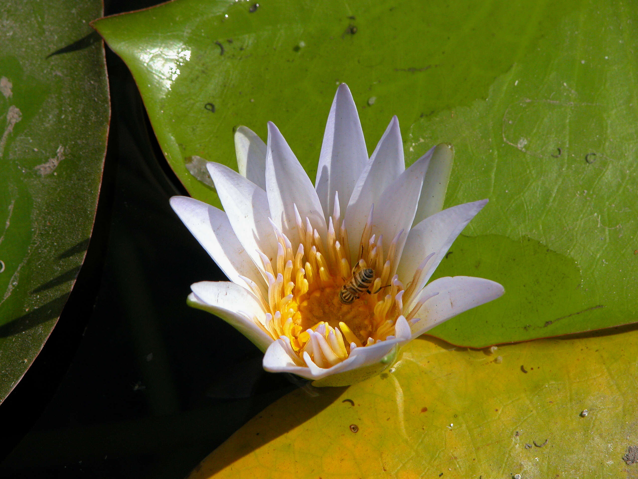 Image of Cape Blue Water-Lily