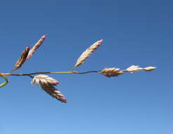 Image of Brown's lovegrass