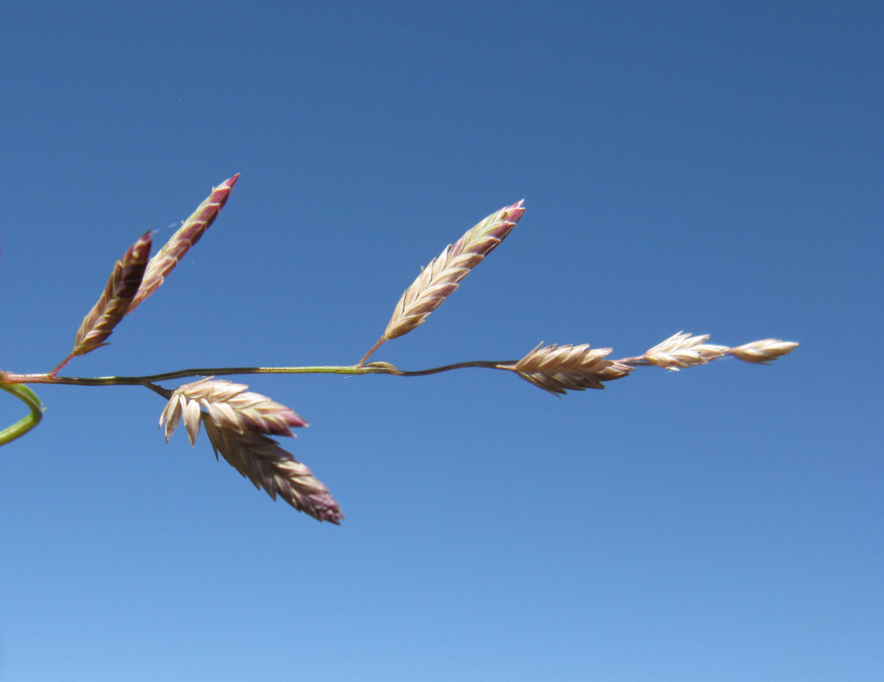 Image of Brown's lovegrass