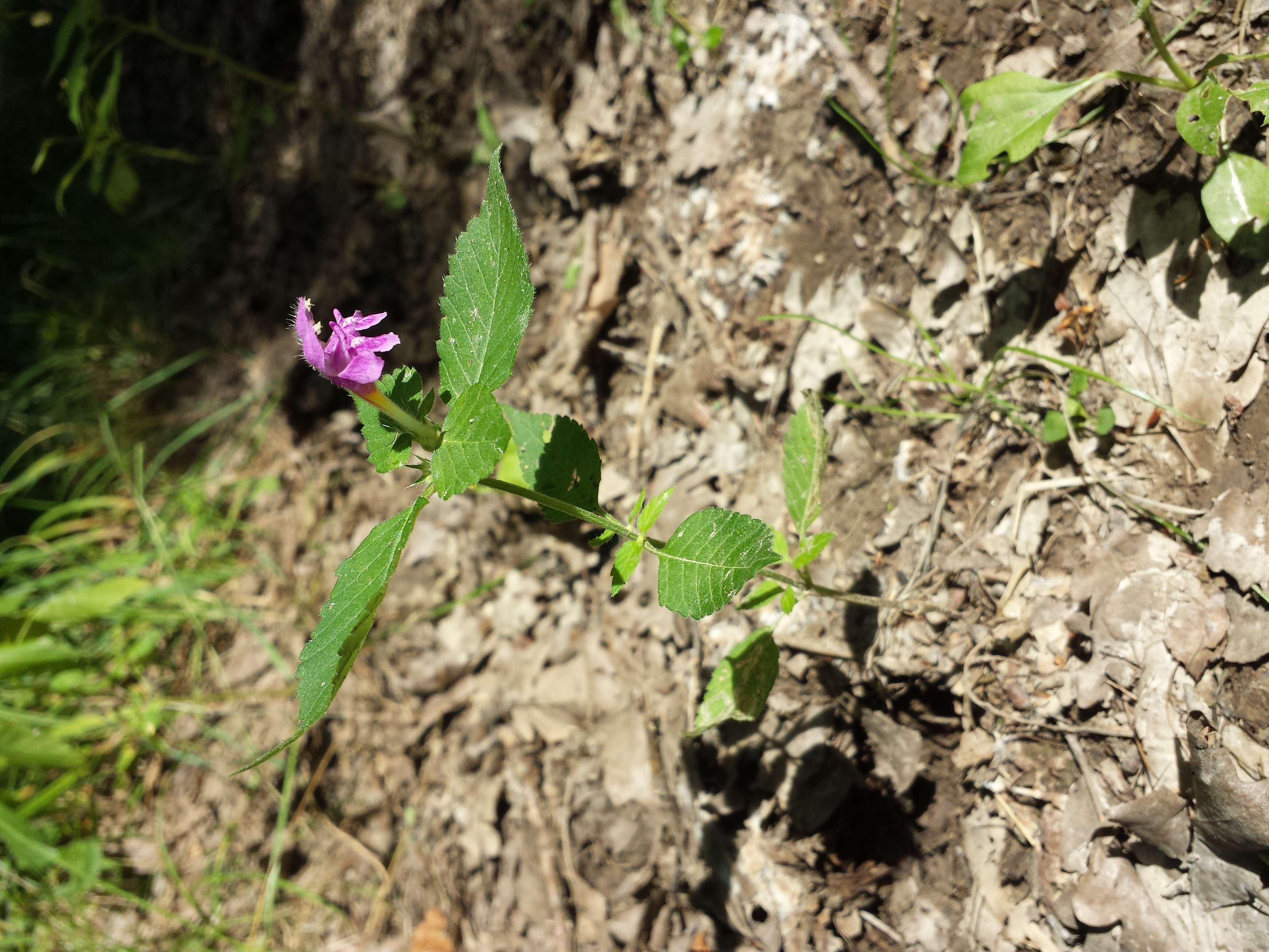 Image of Downy Hemp Nettle