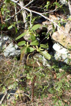 Imagem de Alnus orientalis Decne.