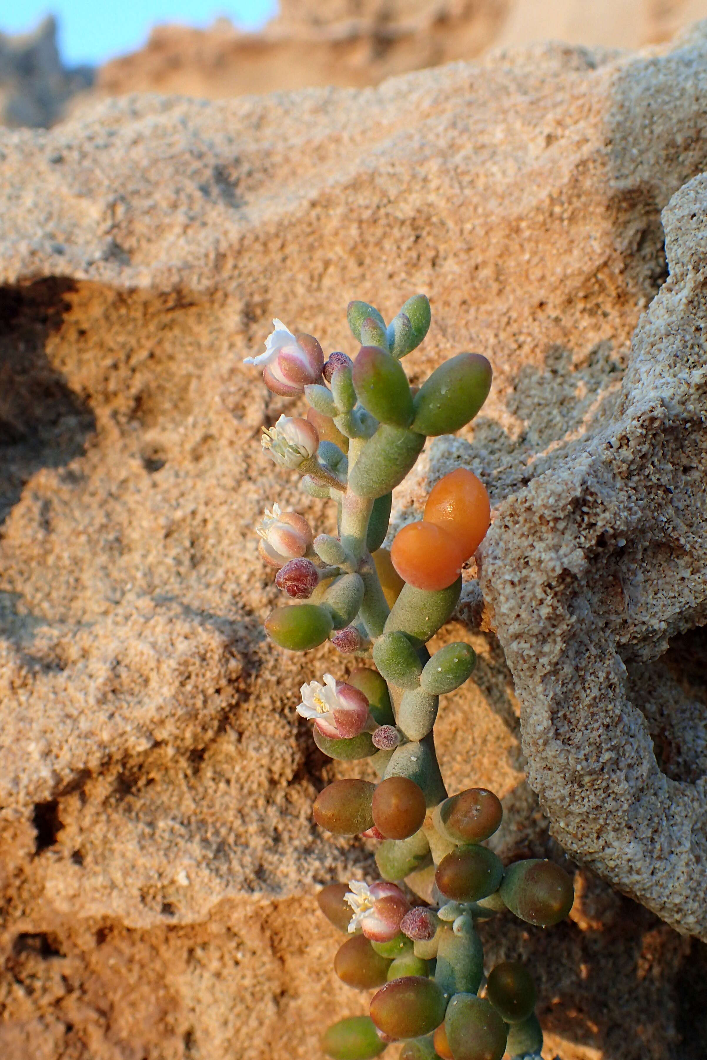 Image of Tetraena alba (L. fil.) Beier & Thulin