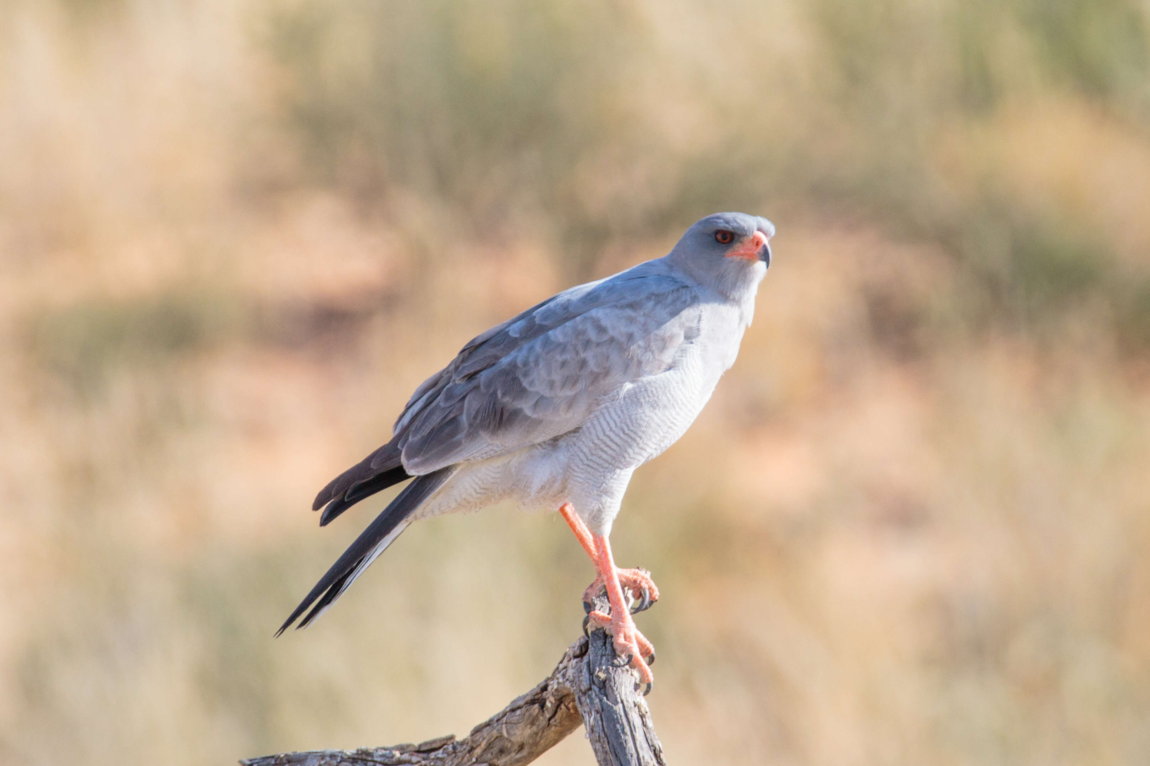 Image of Pale Chanting Goshawk