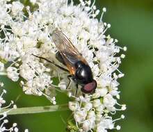 صورة Cheilosia impressa (Loew 1840)