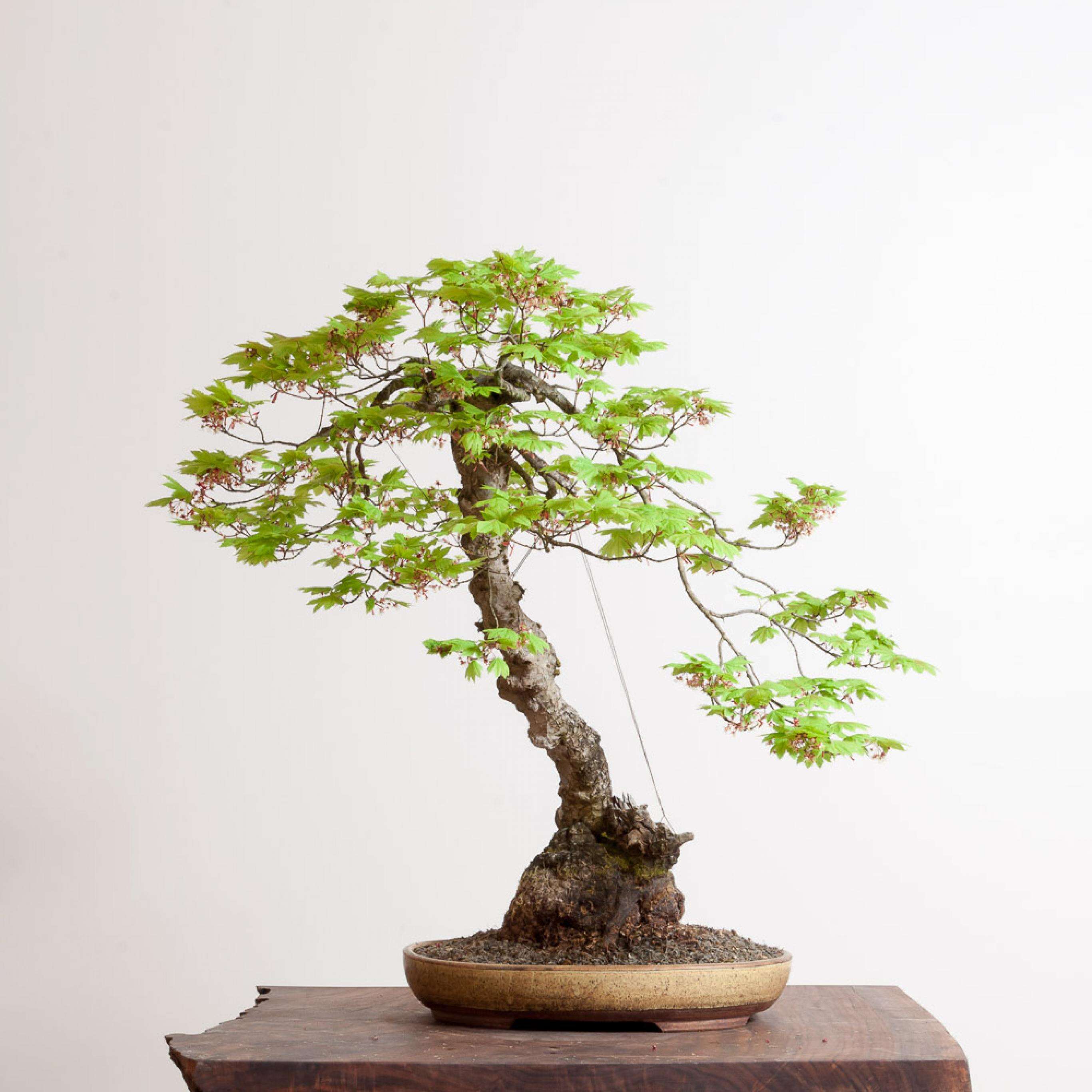 Слика од Acer circinatum Pursh