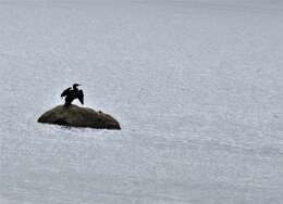 Image of Black Shag