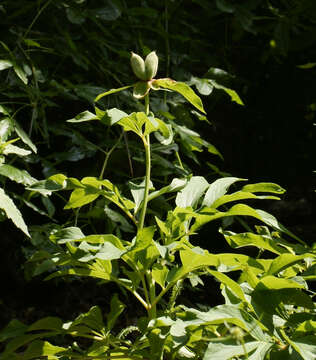 Image of Common Peony