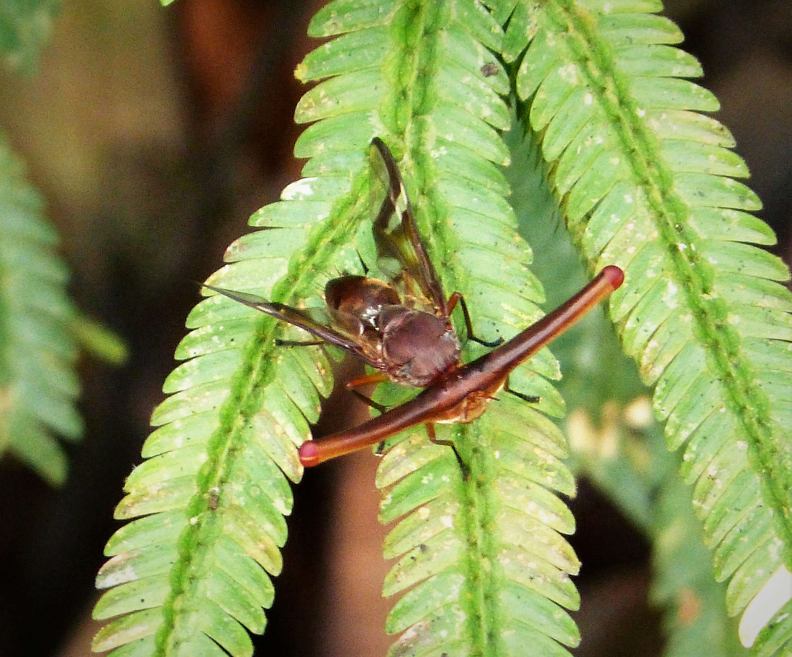 Image of signal flies