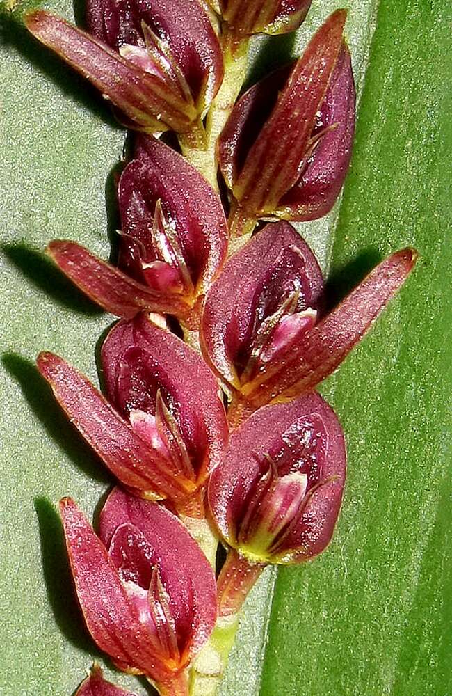 Image of Acianthera