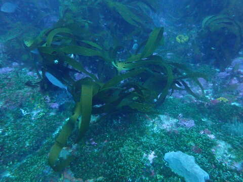 Image of Leathery yellow brown kelp