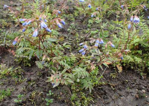 Plancia ëd Polemonium reptans L.