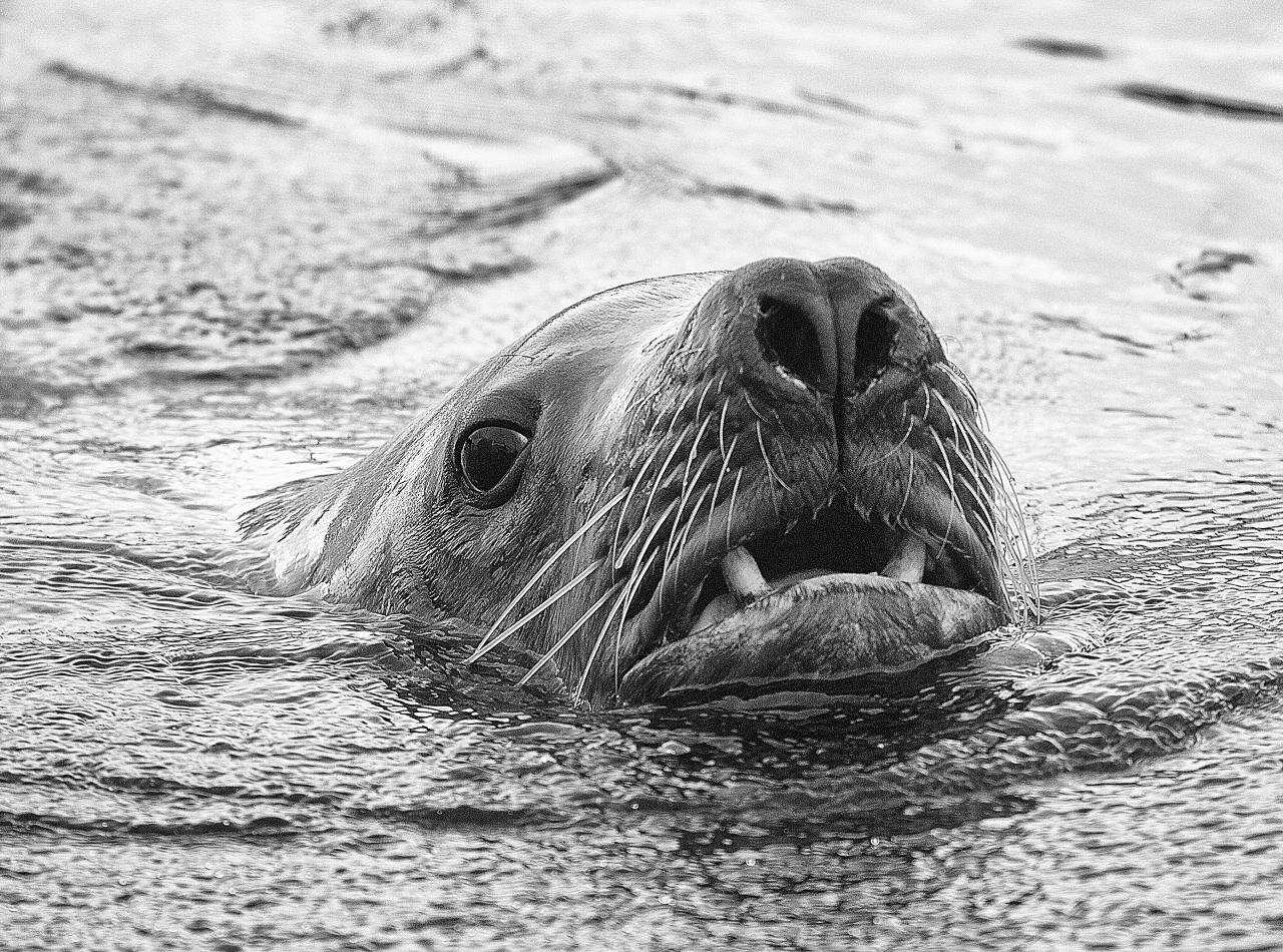 Image of northerns sea lions