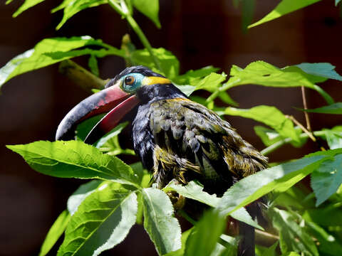 Image of Guianan Toucanet