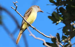 Image of Great Crested Flycatcher