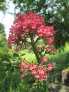 Image of Red Valerian