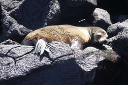 Image of Galapagos Sea Lion