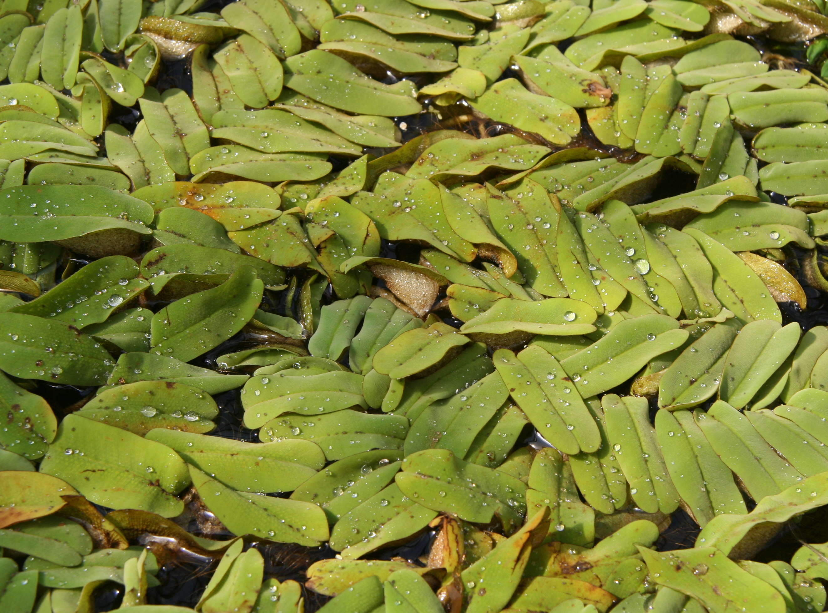 Image of oblong salvinia