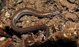 Image of California Slender Salamander