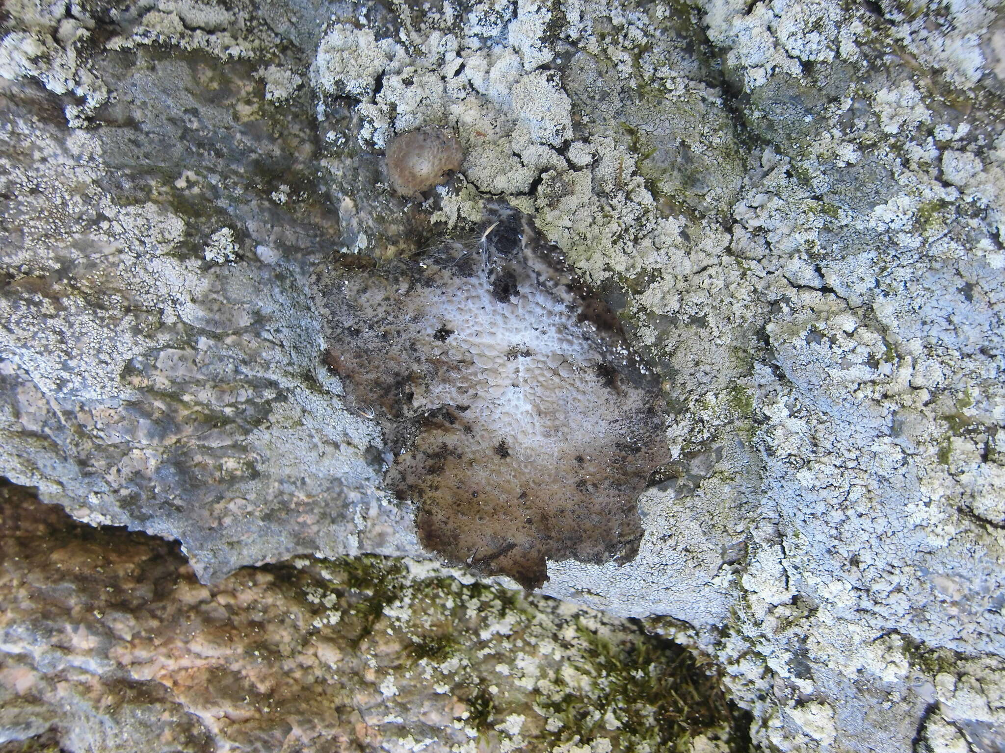 Image of blistered navel lichen