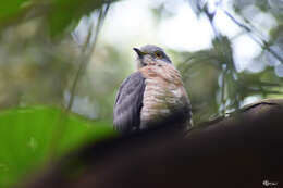 Image of Common Hawk Cuckoo