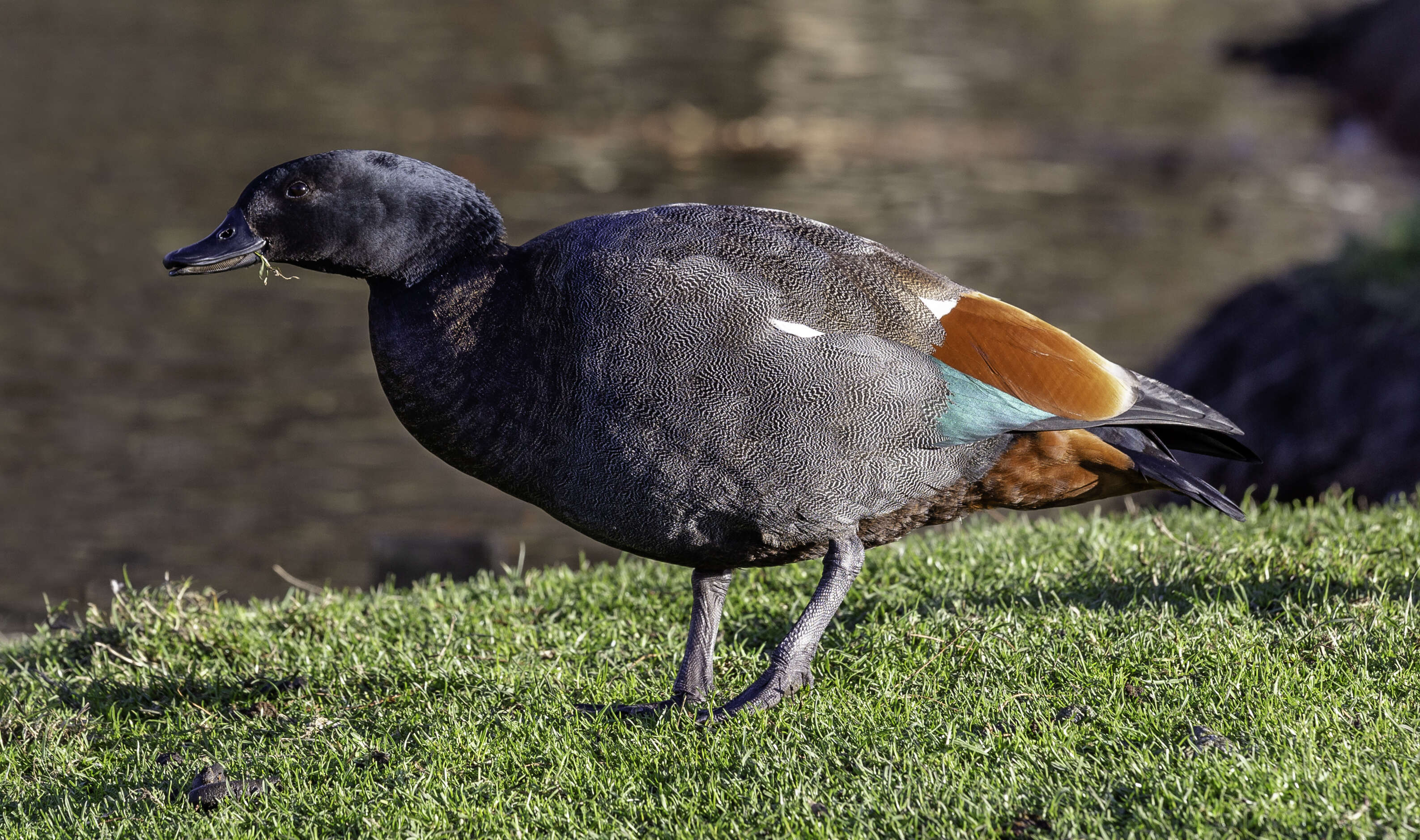 Image of Paradise Shelduck