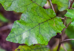 Image of bushman's friend