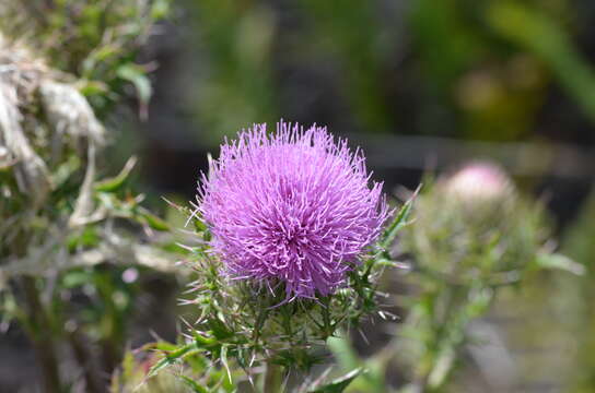 Image of yellow thistle