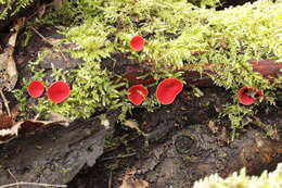 Image of scarlet cup