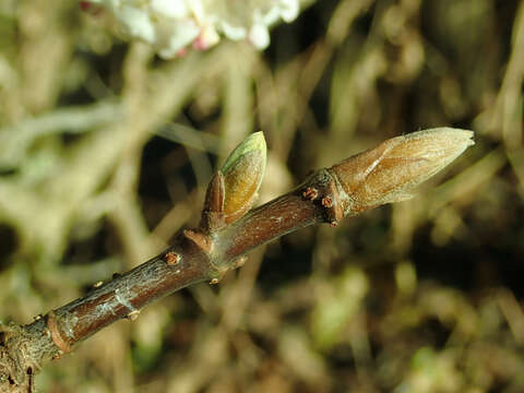 Image of Himalayan viburnum