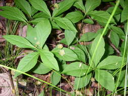 Image of running strawberry bush