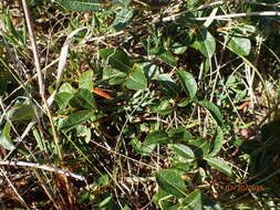 Image of Alaska bog willow