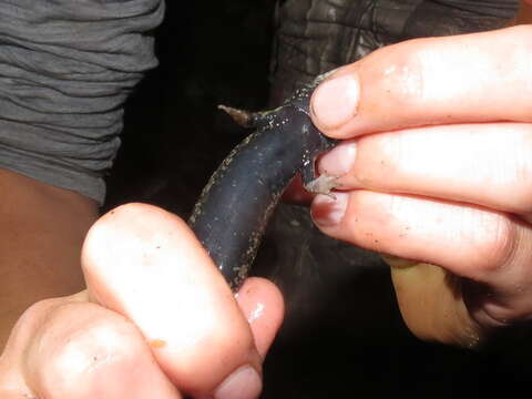 Image of Blackbelly Salamander