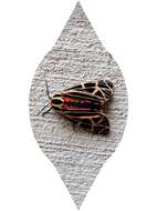 Image of Virgin Tiger Moth