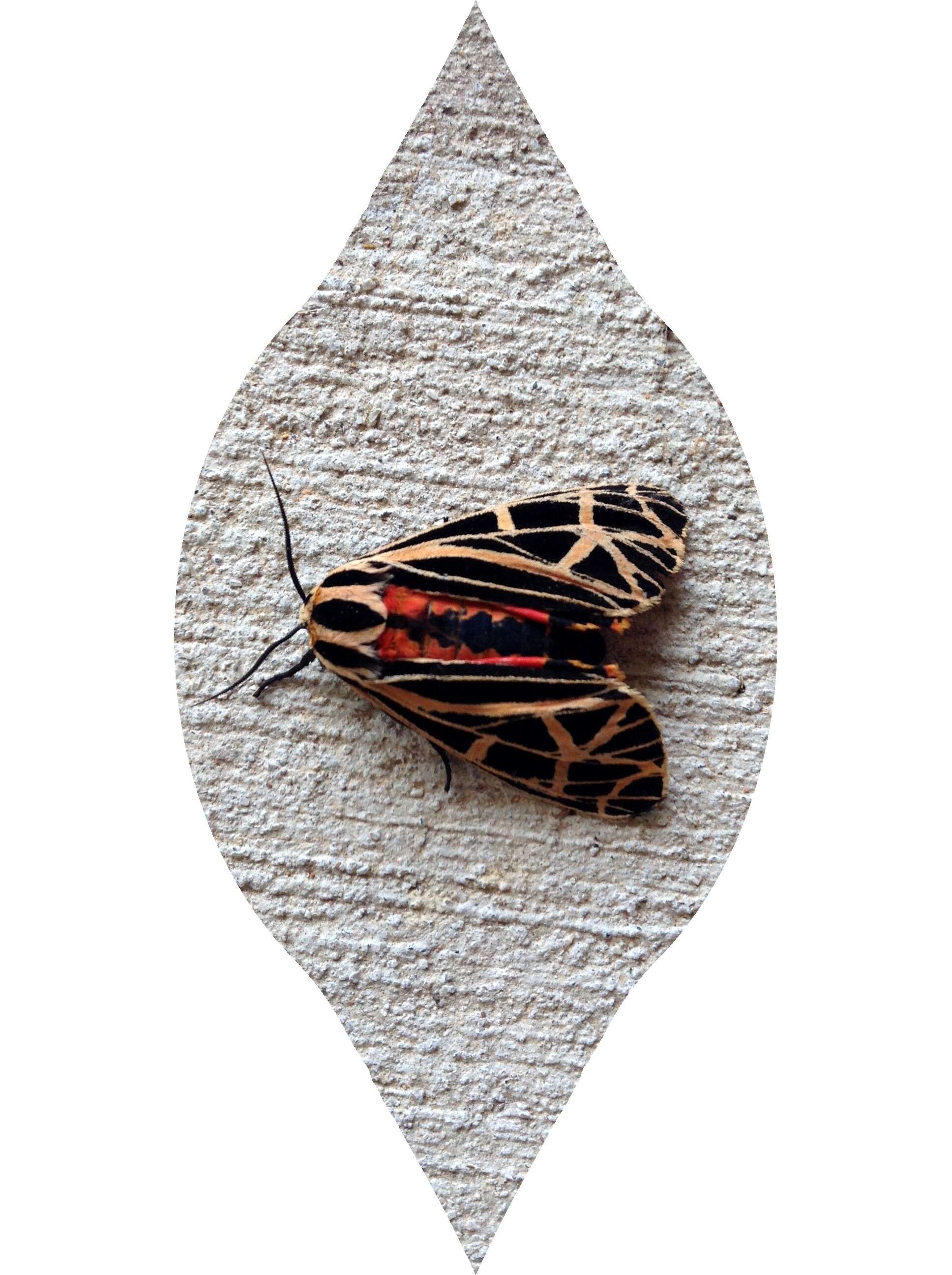 Image of Virgin Tiger Moth