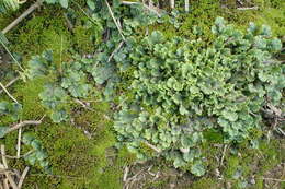 Image of common liverwort